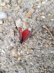 Tyria jacobaeae