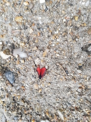 Tyria jacobaeae