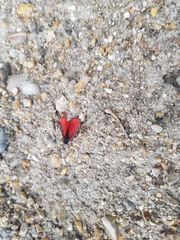 Tyria jacobaeae