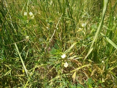 Vicia hulensis