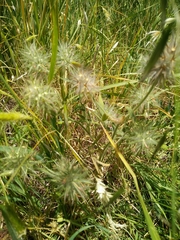 Trifolium dasyurum