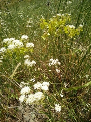Peltaria angustifolia