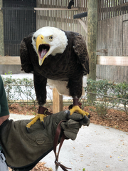 Haliaeetus