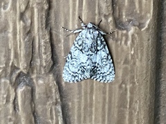 Acronicta retardata