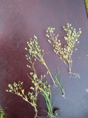 Veronica anagalloides