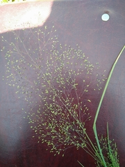 Antinoria insularis