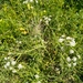 Oenanthe silaifolia - Photo (c) דבורה שיצר, μερικά δικαιώματα διατηρούνται (CC BY-NC), uploaded by דבורה שיצר