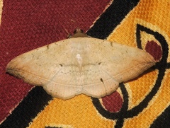 Hulodes drylla