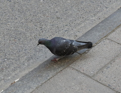 Columba livia domestica