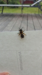 Andrena