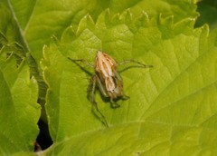 Oxyopes lineatus