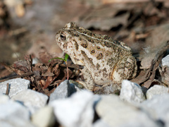 Anaxyrus fowleri