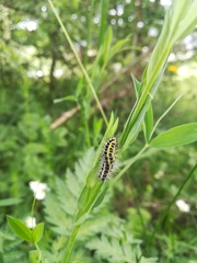 Zygaena lonicerae