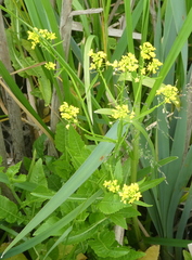 Rorippa amphibia