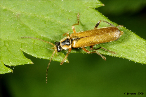 Cantharis decipiens