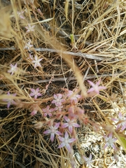 Sedum rubens