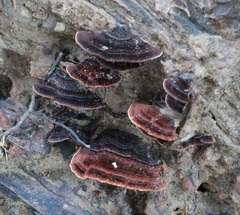 Hymenochaete microcycla