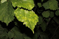 Phyllactinia guttata