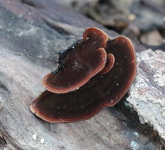 Hymenochaete microcycla