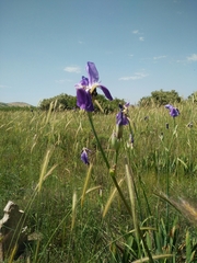 Iris mesopotamica