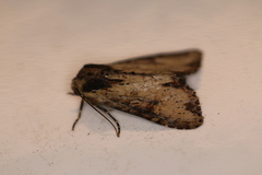 Apamea vultuosa