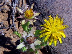 Cuspidia cernua annua