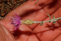 Centaurea attica
