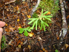 Ranunculus verticillatus