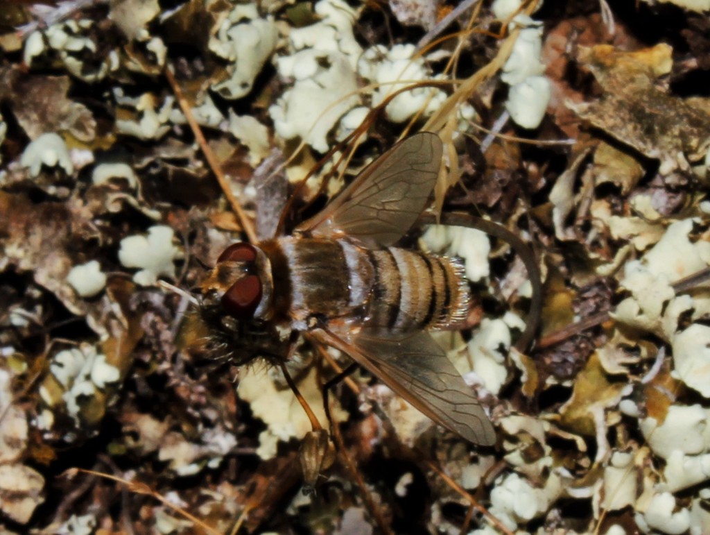 Thyridanthrax lotus