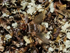 Exhyalanthrax muscarius