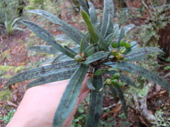 Pseudopanax linearis