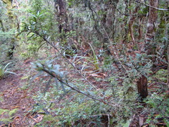 Pseudopanax linearis