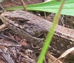 Elgaria coerulea coerulea