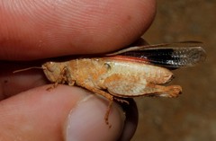 Oedipoda germanica meridionalis
