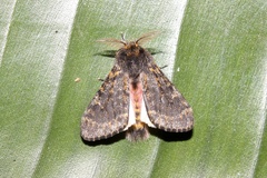 Polymona rufifemur