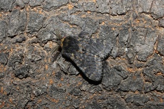 Polymona rufifemur