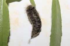 Polymona rufifemur