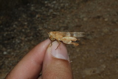 Oedipoda germanica meridionalis