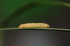 Noctuinae