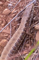 Elgaria coerulea coerulea