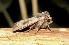 Noctuinae