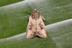 Noctuinae