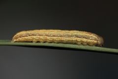 Noctuinae