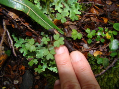 Oxalis magellanica