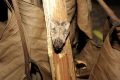 Noctuinae