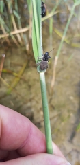 Brachyderes lusitanicus