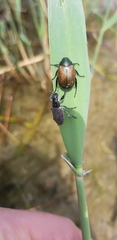 Brachyderes lusitanicus