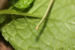 Scopula nigrinotata