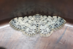 Scopula nigrinotata