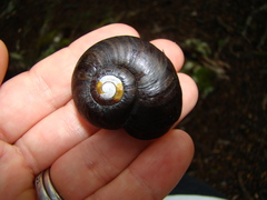 Powelliphanta